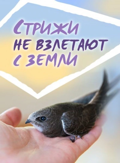 Стрижи не взлетают с земли - Сергей Стахеев - Слушать Любимую Книгу + Без Рекламы 📲 Slushat-Knigi.Com